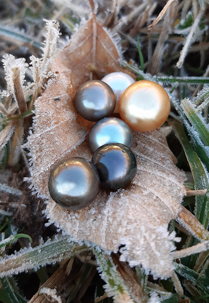 Sechs Perlen in völlig unterschiedlichen Farben liegen auf einem braunen, gefrorenem Buchenblatt in einer grünen Wiese. Die Farben der vier Tahitiperlen: Blau, aubergine-schwarz, creme und cognac. Dazu eine weiße Süßwasserperle und eine gelbe Südseeperle.